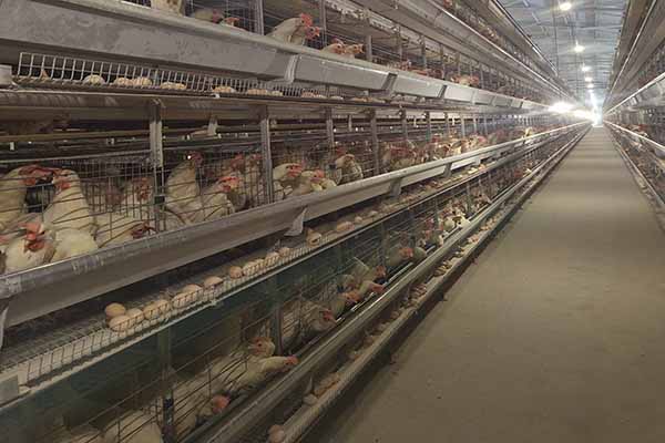 how-much-does-it-cost-to-raise-20000-layers-battery-cages-in-pakistan