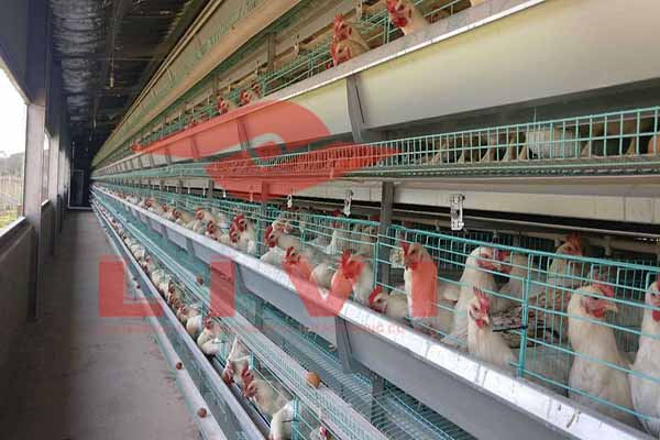 Transform Your Poultry Farm with 30,000-Bird Cage Systems